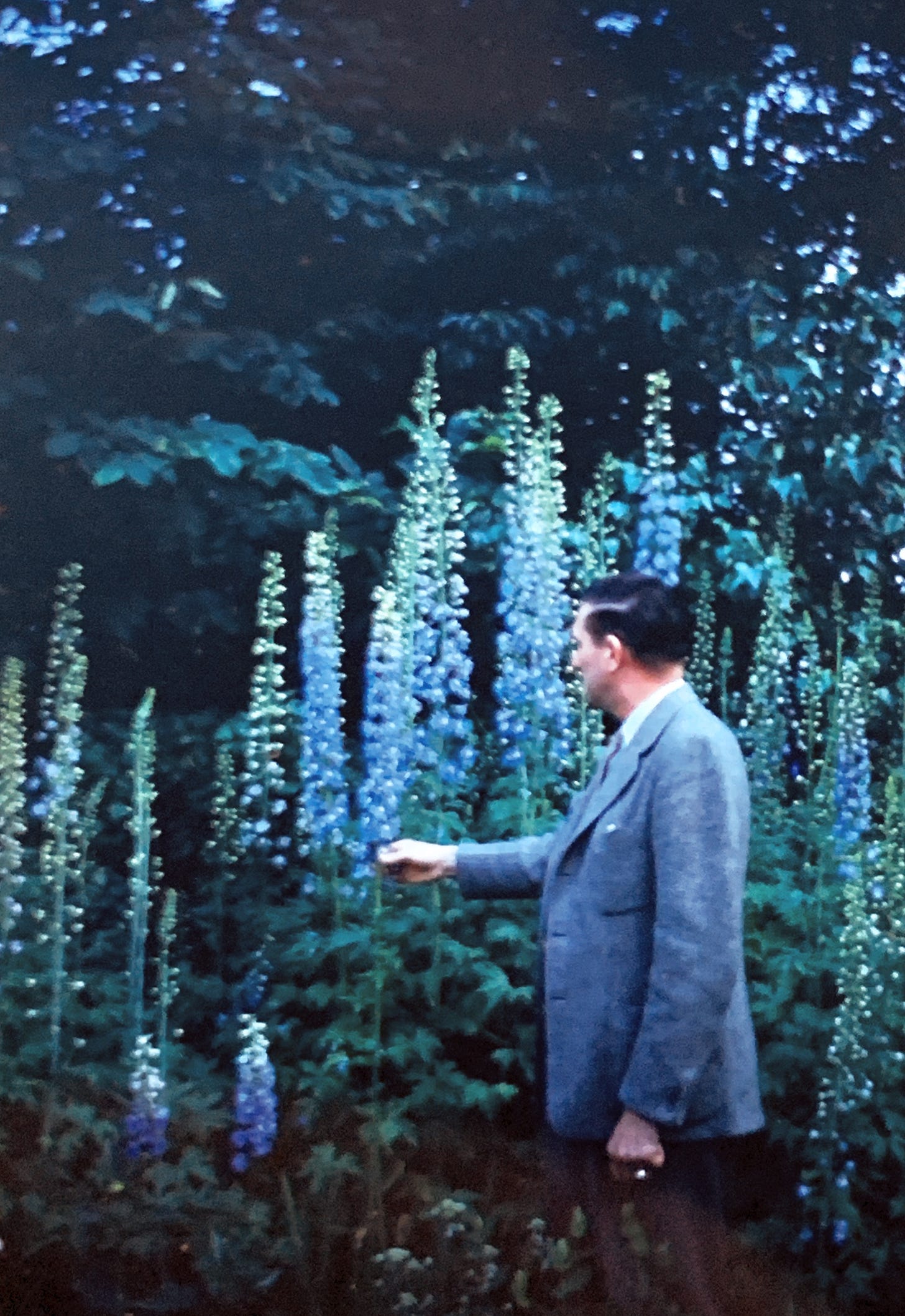 A man wearing a grey suit standing in front of large blue/purple Delphinium that are at least a foot taller than he is. He is looking toward the flowers away from the camera.