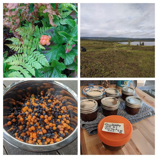 a photo grid of a cloudberry, a bog, jam jars and a bowl of berries