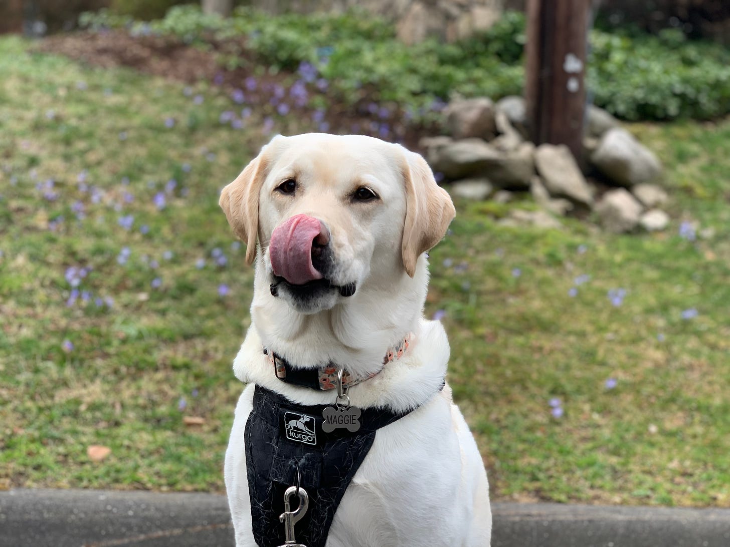 A yellow Labrador retriever licks her nose and sits in front of some purple flowers. 