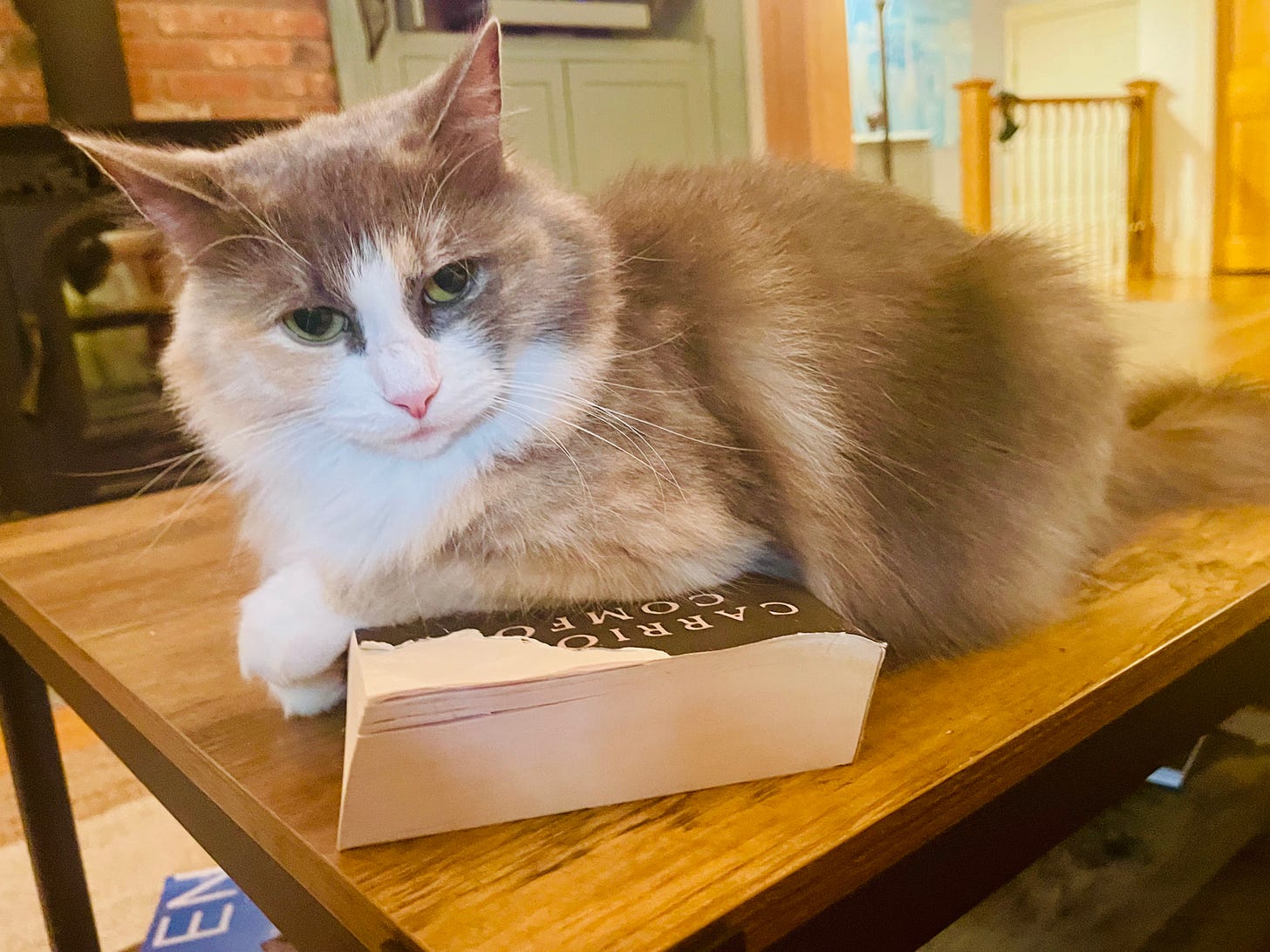 Cat sitting on a book that has a partially eaten cover. She looks like she's protecting it. 