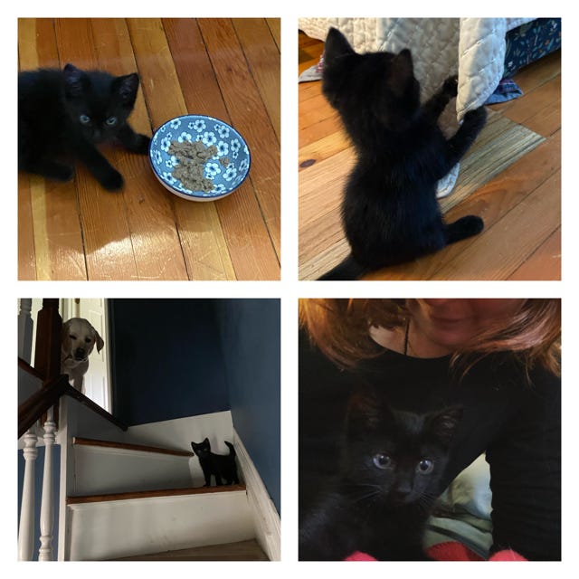Four photos: A teeny black kitten next to a blue and white floral bowl with food it it. A teeny black kitten scratching a coverlet. A yellow lab peering down from the top of a staircase at a black kitten, who is standing a couple steps down, peering down at the camera. A black kitten against my black shirt looks into the camera; my lower face and hair are visible.