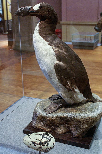 Great auk specimen in a museum.