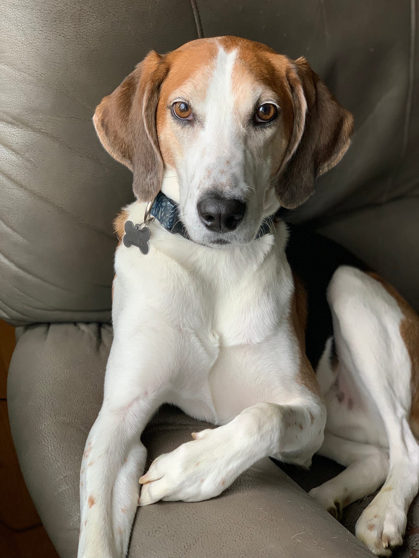 A white, brown and black American Foxhound sits in a gray recliner next to a window. 