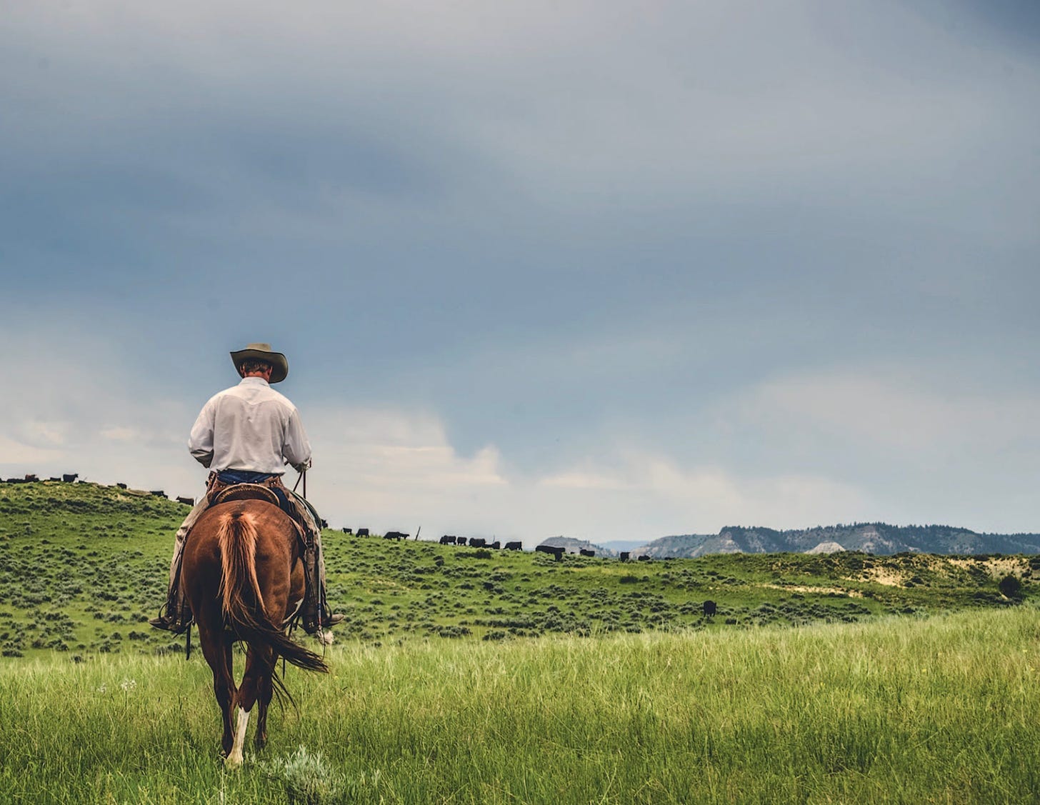 cowboy on horse seen from behind under cloudy sky and green grass