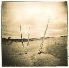 Lith Print: Ghost Forest