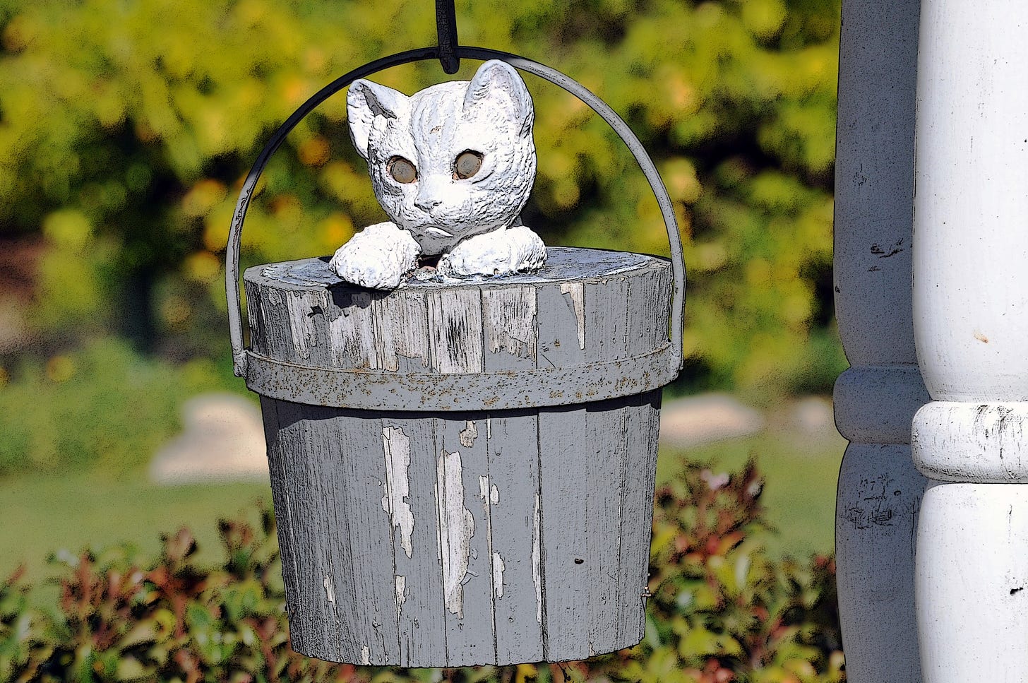 Cat In Water Well Bucket Free Stock Photo - Public Domain Pictures
