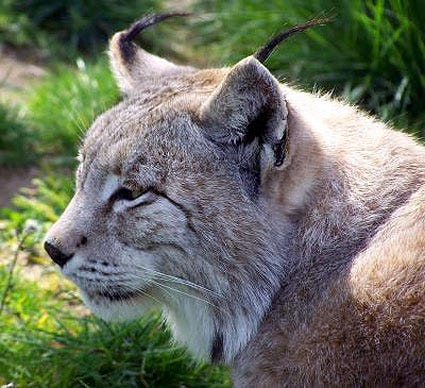 Iberian-lynx-picture