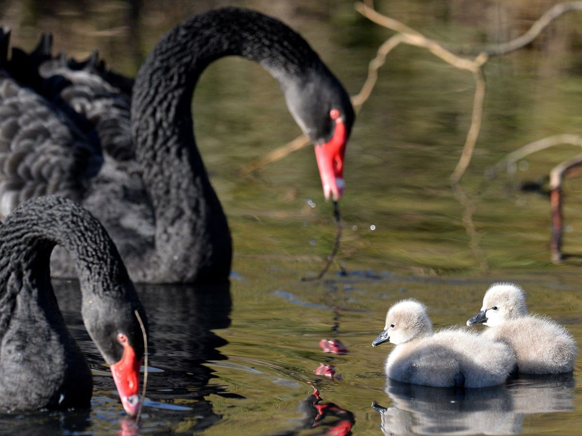 Black swan becomes black sheep in the mob | Birds | The Guardian
