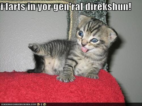 lolcat