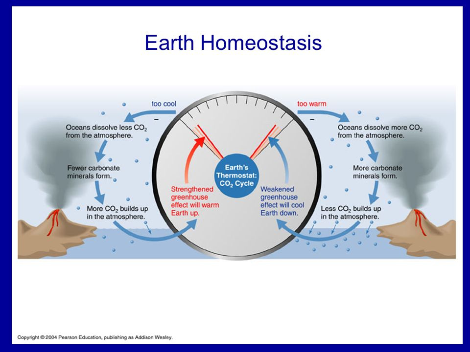 Image result for homeostasis earth