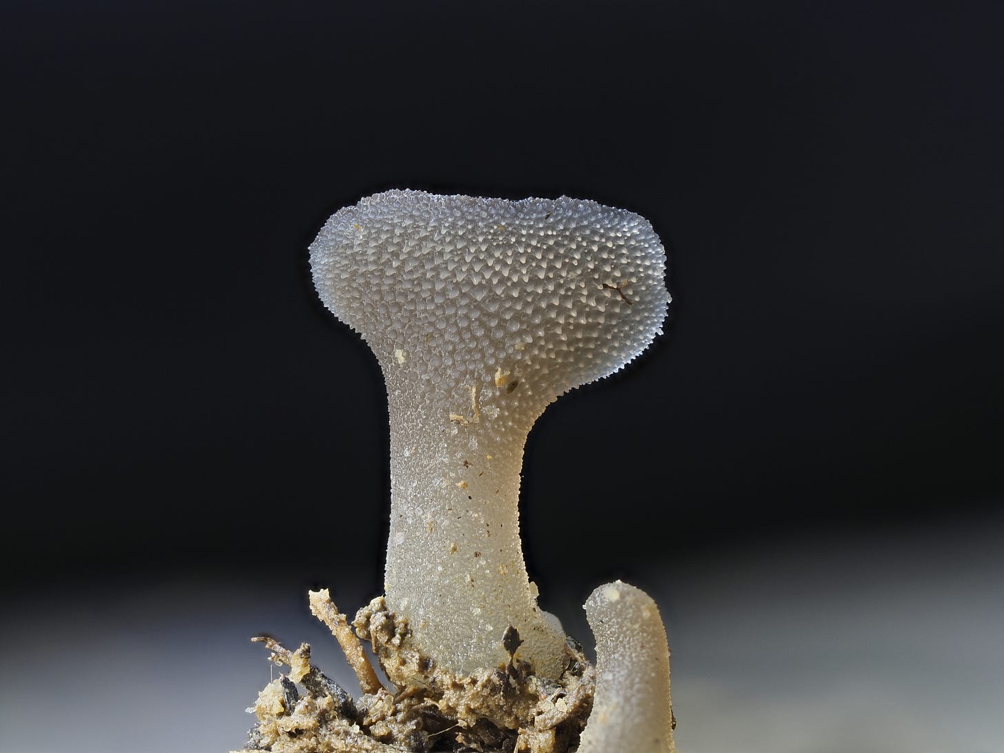 Pseudohydnum gelatinosum