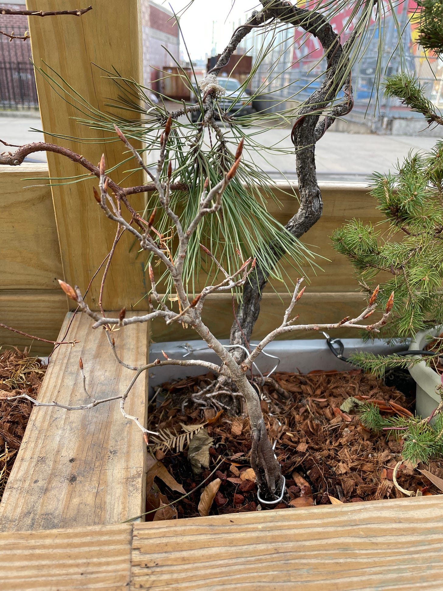 ID: Photo of European beech tree with no leaves and buds showing.