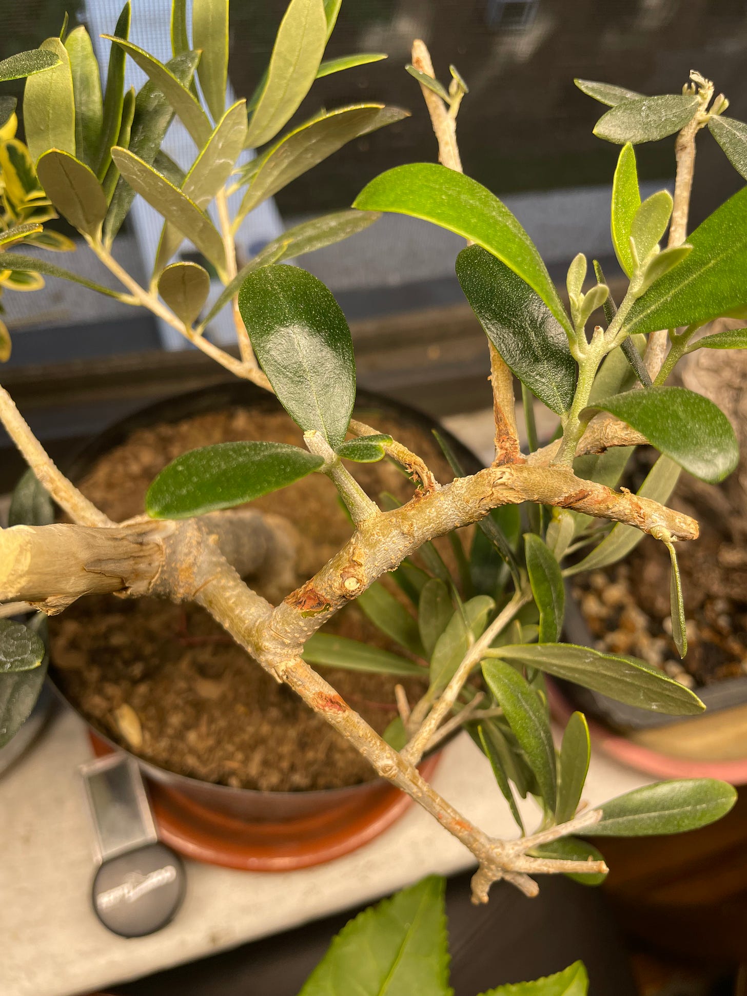 ID: Photo of olive pre bonsai branches showing rusty colored scars and damage from copper wire.