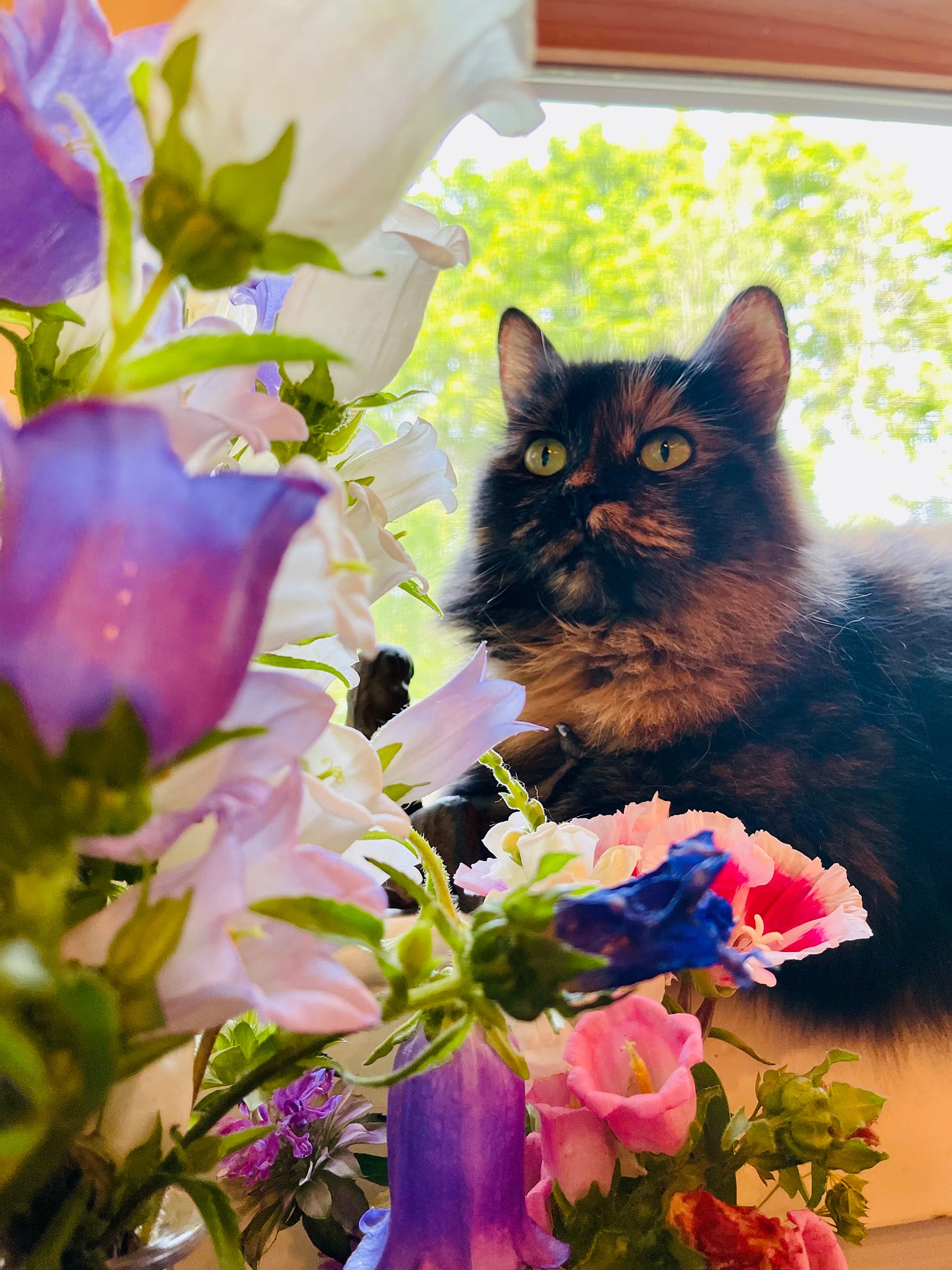 adorable cat sitting in windowsill looking at flowers which are in the foreground