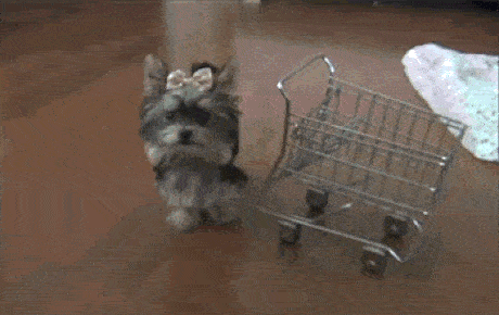 cachorro empurrando carrinho de compras