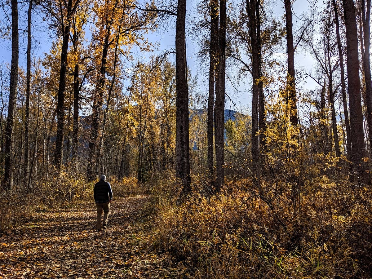 man in down vest and hat walks through sunny forest of golden cottonwoods and gold undergrowth