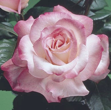Secret rose