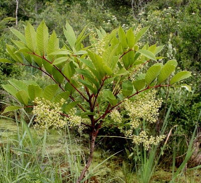 Toxicodendron vernix 