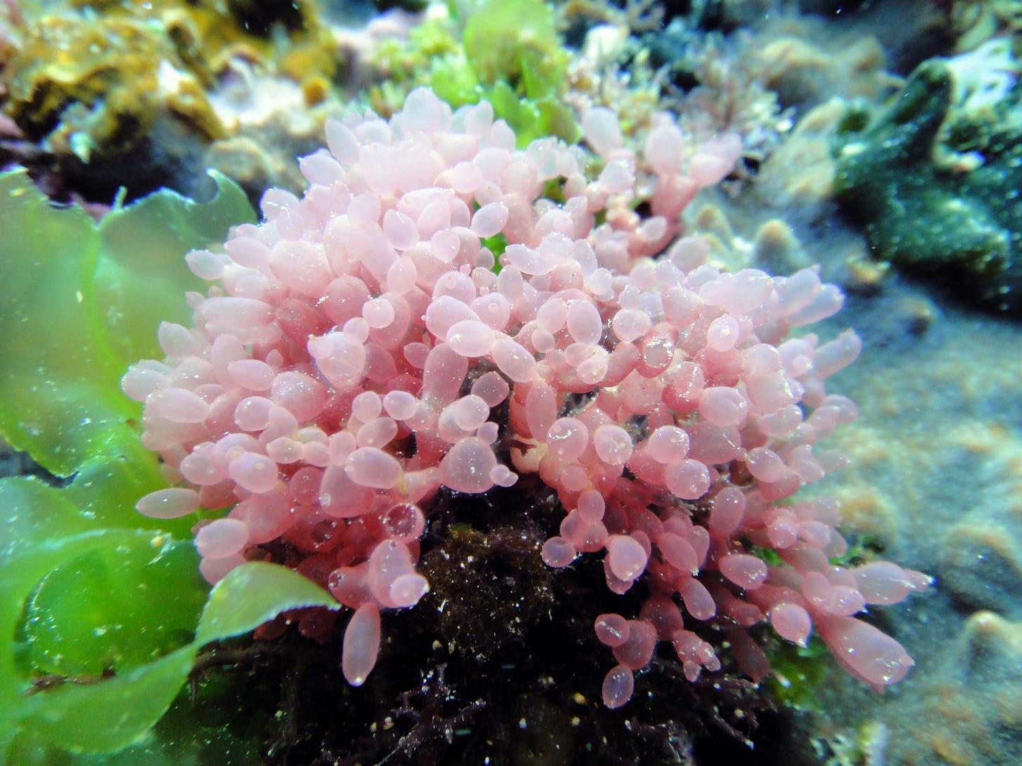 #Scinaia moniliformis from Takeshima Island, Kagoshima, Japan