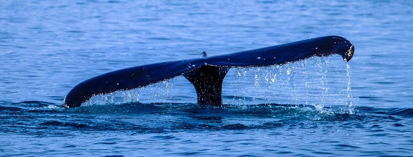photo by Francesco Ungaro in article of Alexander Verbeek on whales