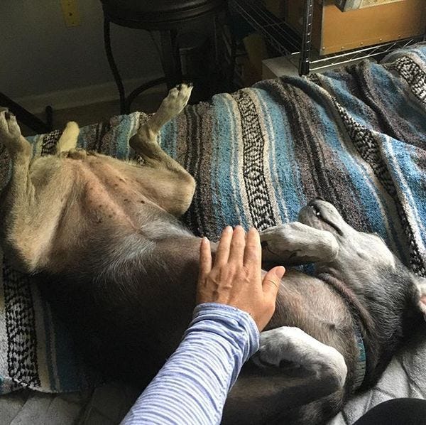 And, of course, the cure of the blues, a hound dog belly rub. ;) 