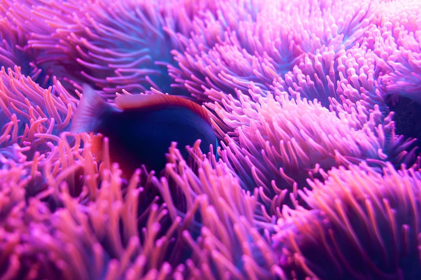 A fish swimming in purple fingers of sea anemones