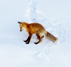A red fox pounces into deep snow. Source: Giphy