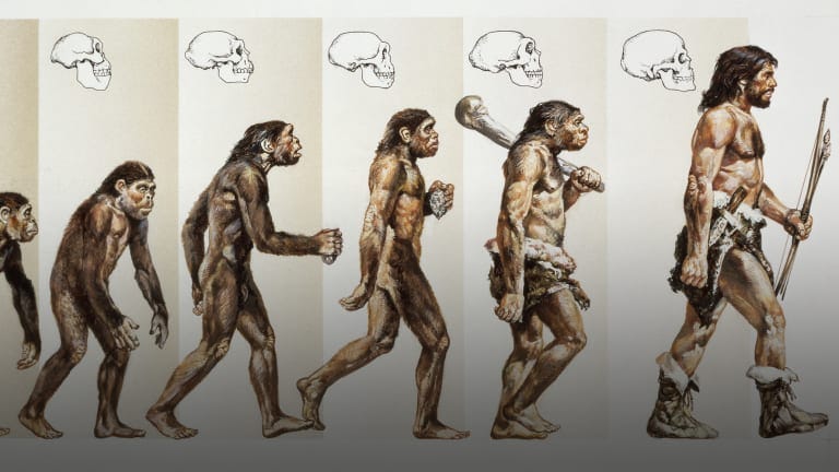How Did Humans Evolve? - HISTORY