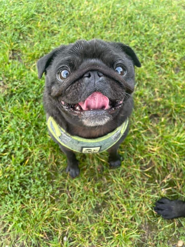 Mabel the little black pug looks straight at the camera, looking happy with her tongue out