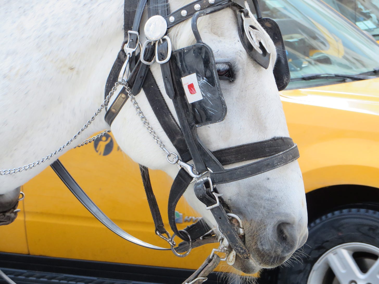 8 Reasons Why Horse-Drawn Carriages Cannot Be Operated Humanely or Safely  in NYC - Their Turn