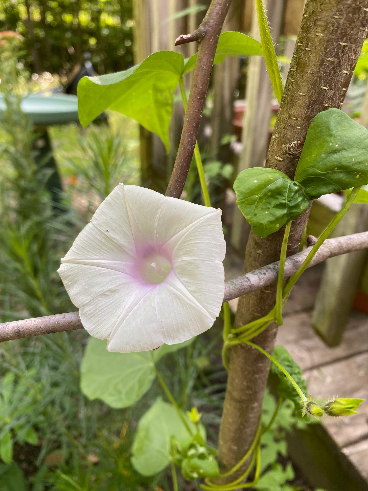 Closeup of a white morning glory flower with a pale pink center. Other garden plants and part of an arbor are visible in the background.
