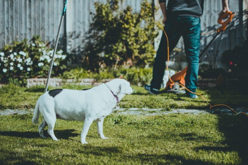 A dog watched a guy trim his suburban lawn.