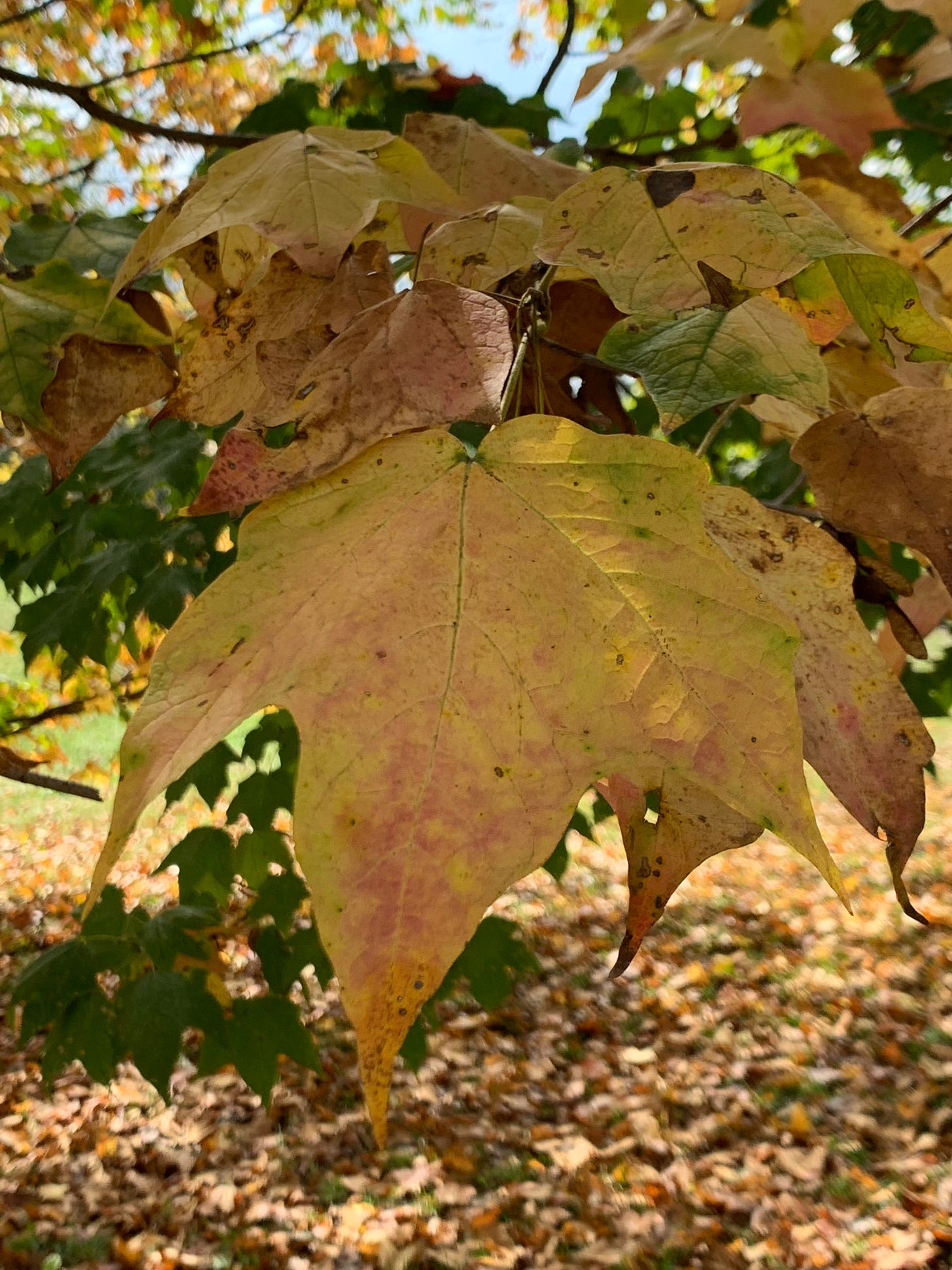 Closeup of a maple leaf still attached to a tree, it is yellow with some brown starting to show at the center.