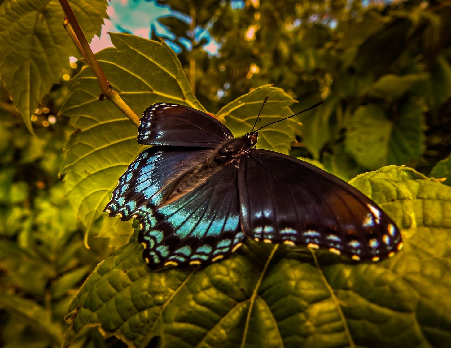 A colorful Butterfly in nature's beauty and harmony