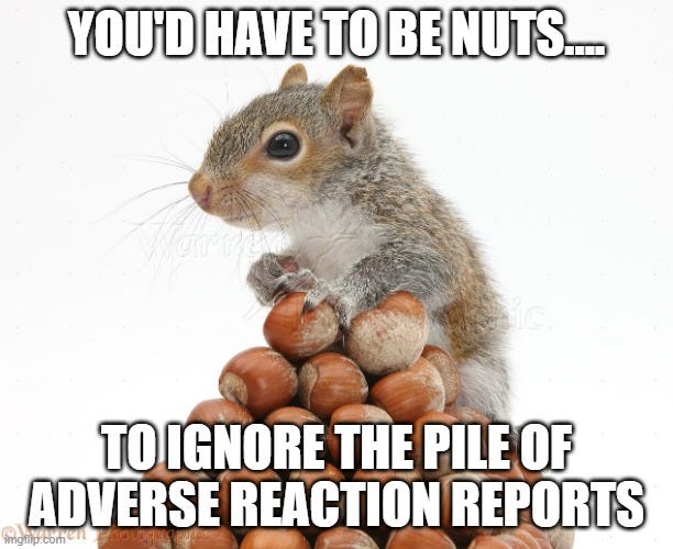Gray Squirrel with pile of nuts |  YOU'D HAVE TO BE NUTS.... TO IGNORE THE PILE OF ADVERSE REACTION REPORTS | image tagged in gray squirrel with pile of nuts | made w/ Imgflip meme maker