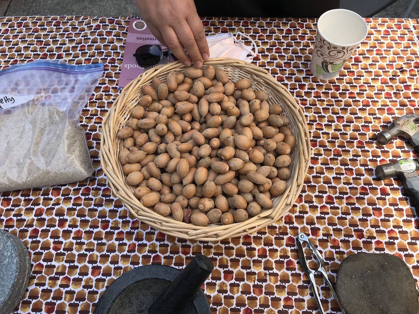 Photo by Krisanne Keiser | Basket of acorns at one of the Indigenous Food Festival tables on April 16.