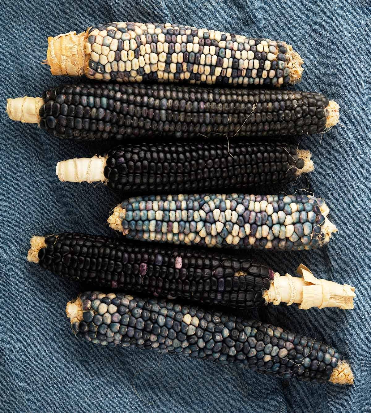 Cobs of Hopi blue and turquoise corn.