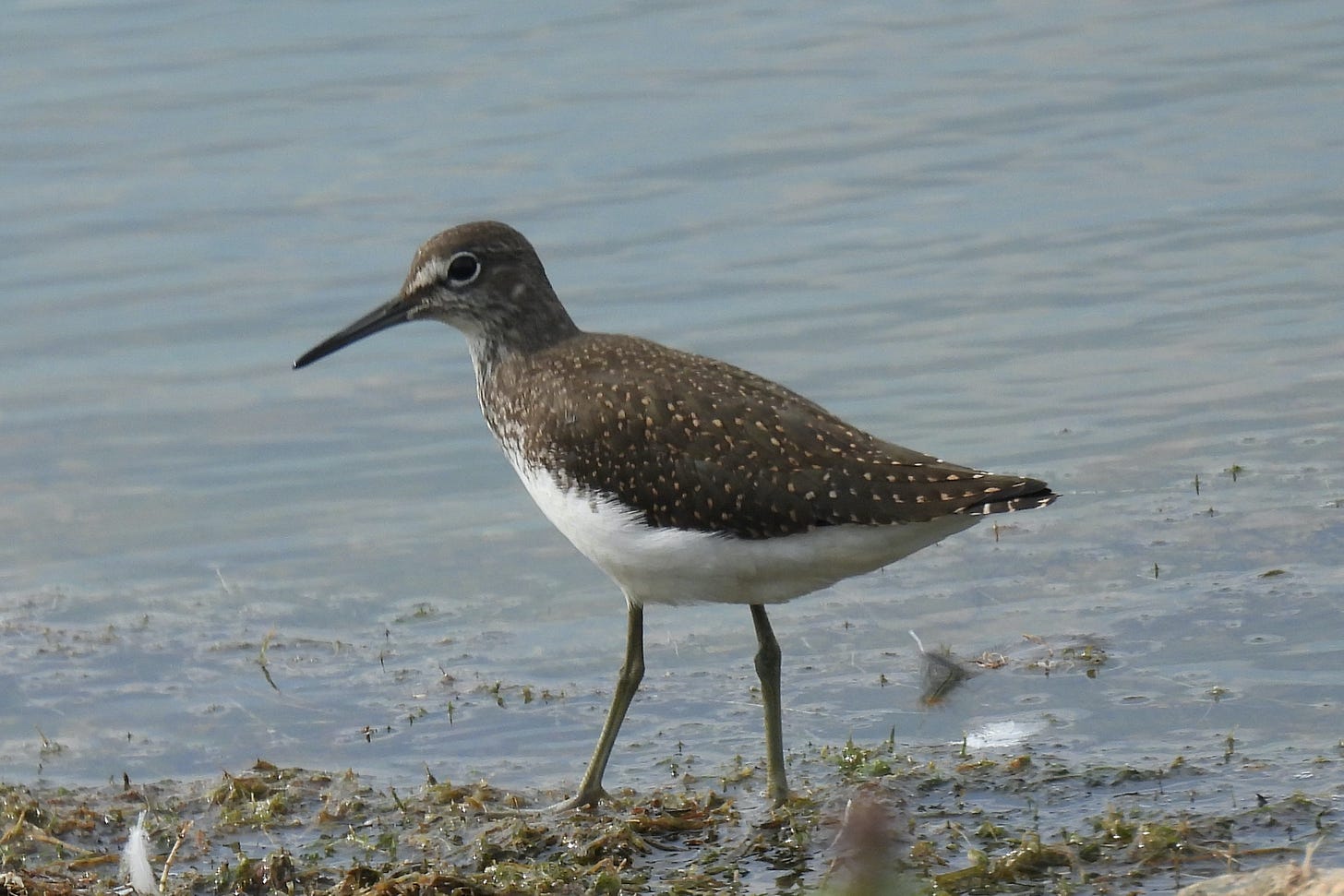 A wading bird at the edge of a lake. The bird is mottled brown above and white below.