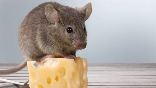 Small cute mouse sitting on top of an even smaller Swiss cheese