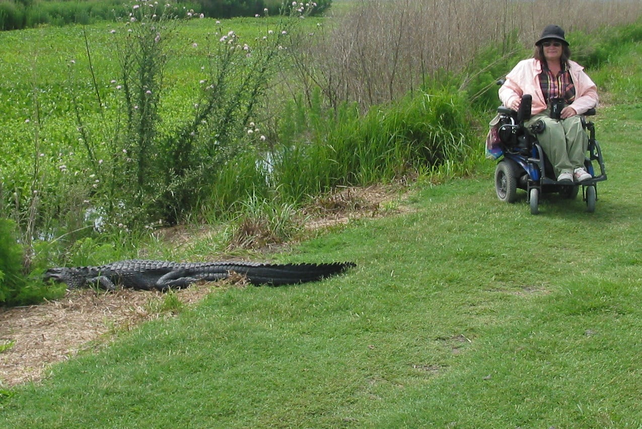 A white woman in a power wheelchair is perched close to a 6 foot alligator. Both are on a path over a Florida prairie. 