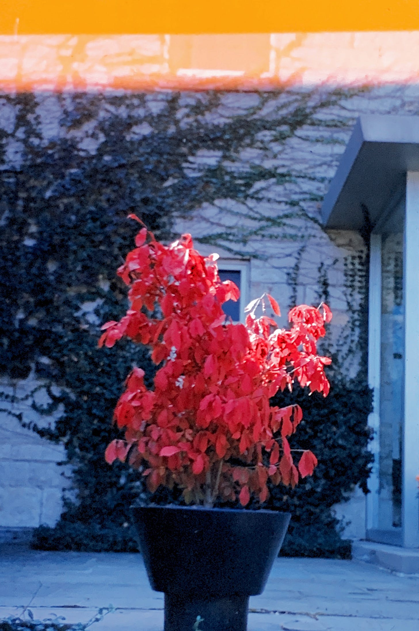 Bright red leaves on a bush contained in a black pot, which sits in front of a white stone building with ivy growing up the side.