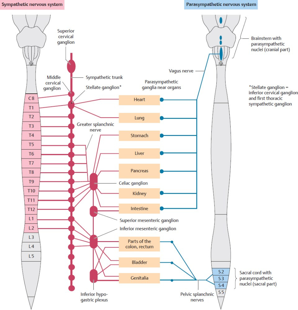 Autonomic Nervous System | Basicmedical Key