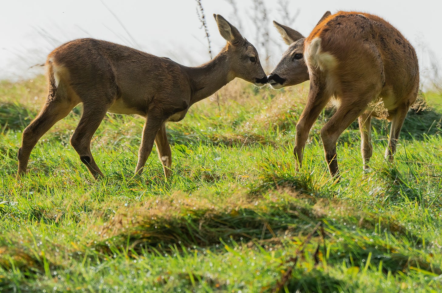 Photo of a roe deer kid touching noses with its mother