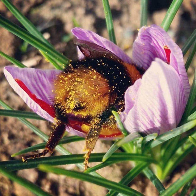 Tired bumblebee who fell asleep in a flower.