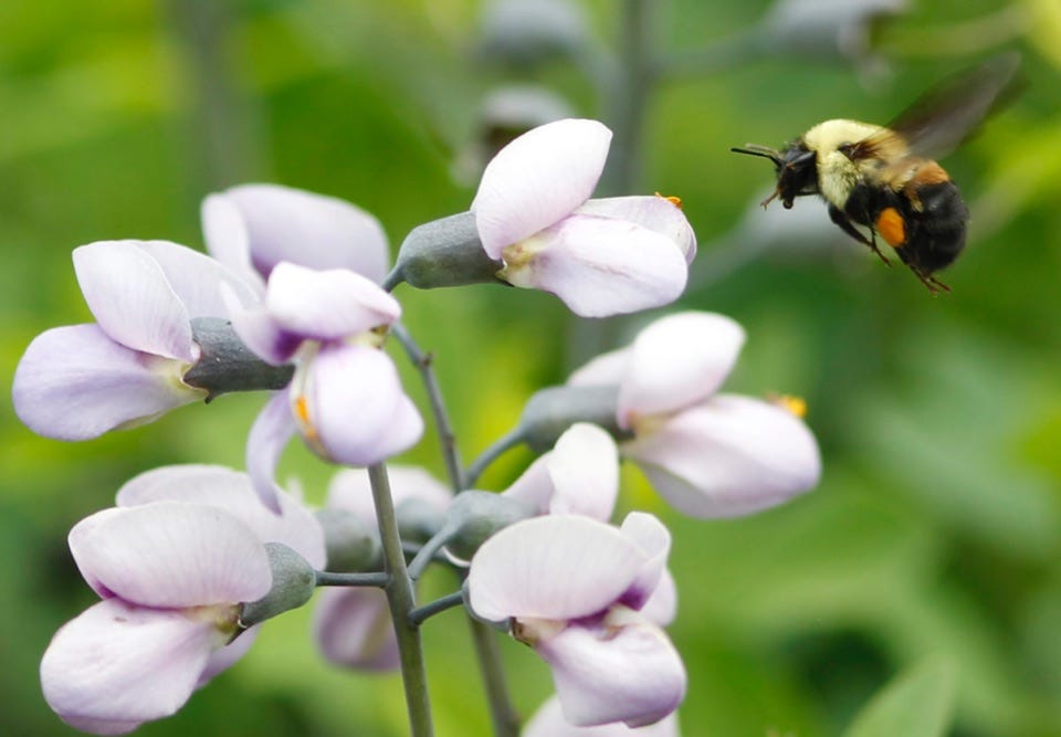Image of bumble bee hovering in front of purple flower.