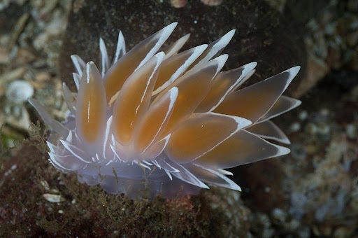 White-lined dirona nudibranch