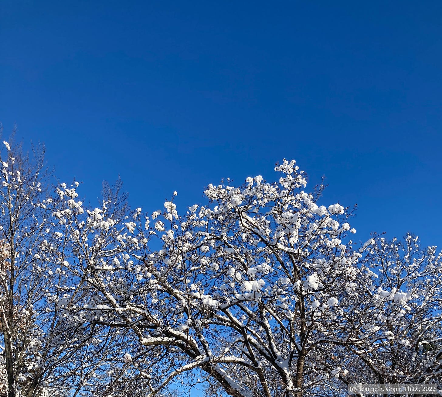 Against the background of an unbelievably blue sky, the top half of tree's branches hold snow globules that look like blossoms.