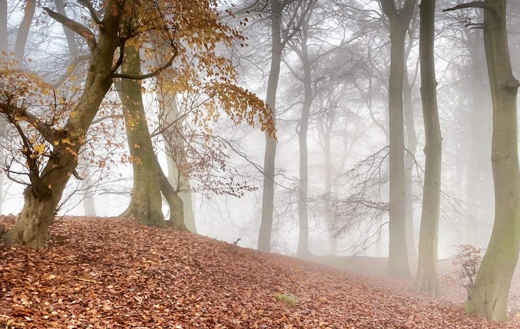 Beechwood in the fog on Pulpit Hill in the Chilterns 