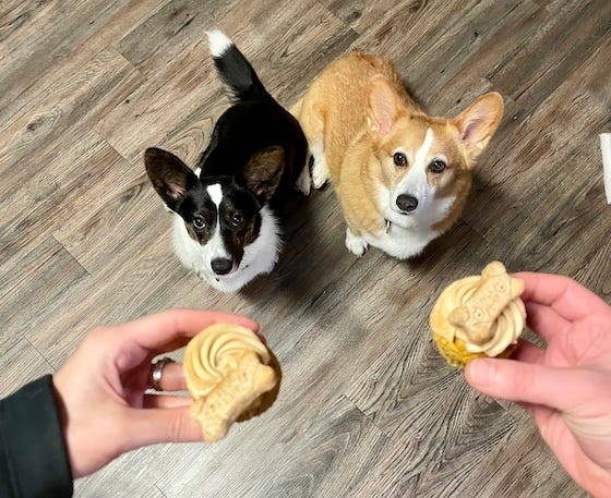 Gwen, a black and white Cardigan Welsh Corgi, and Dylan, a red and white Pembroke Welsh Corgi, sit waiting for their birthday cupcakes. They both celebrated their birthday this summer.