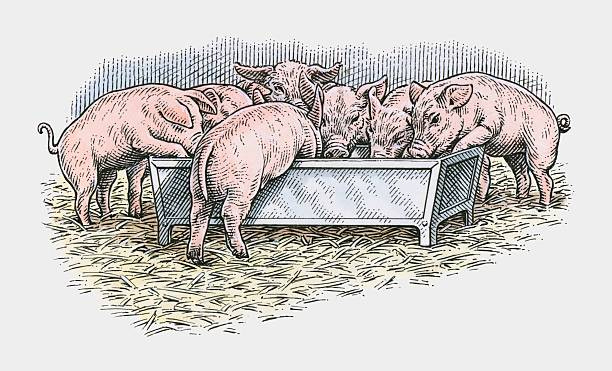 illustration of pigs feeding from trough in barn - pigs trough stock illustrations